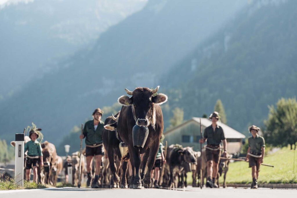 Beeindruckender Alpabtrieb im Sommer in Schwarzenberg im Bregenzerwald.