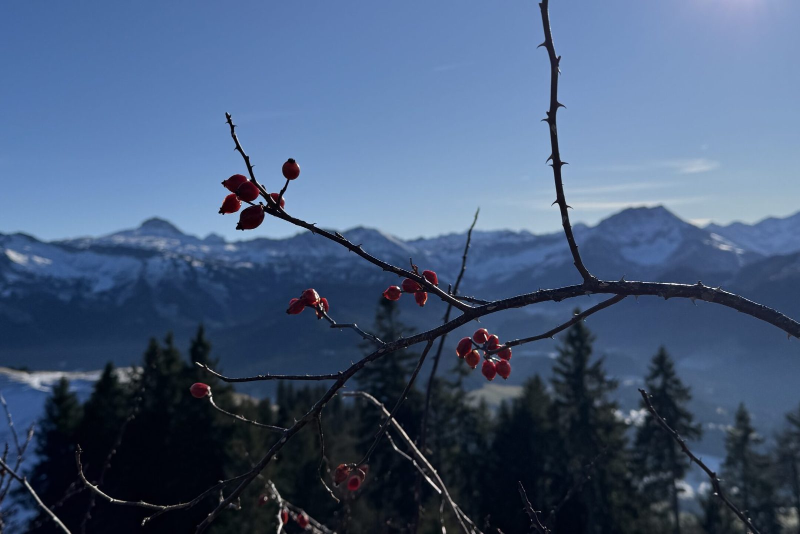 Renkknie Sibratsgfäll